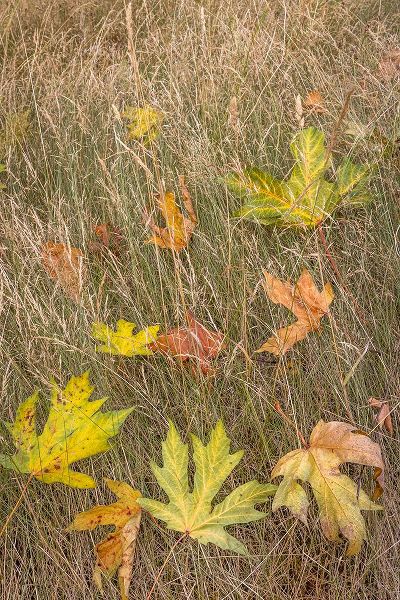 Jaynes Gallery 아티스트의 USA-Washington State-Seabeck Autumn bigleaf maple leaves caught in grasses작품입니다.